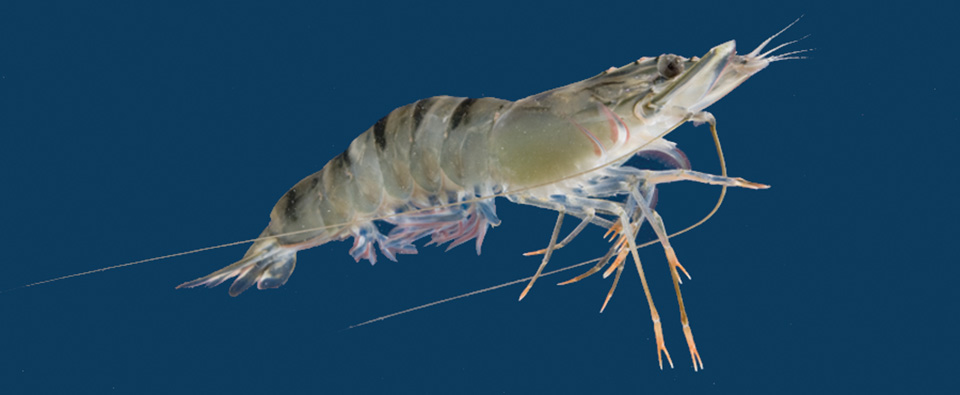 Article image for Black tiger shrimp domestication advances