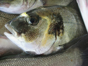 Nutritional compensation supports fishmeal replacement in sea bream feed