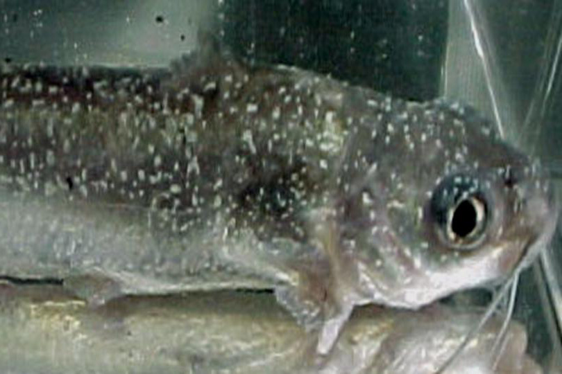 Antigens provide immunity against ich in channel catfish trials -  Responsible Seafood Advocate