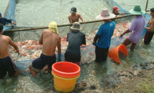 Tilapia production in Asia
