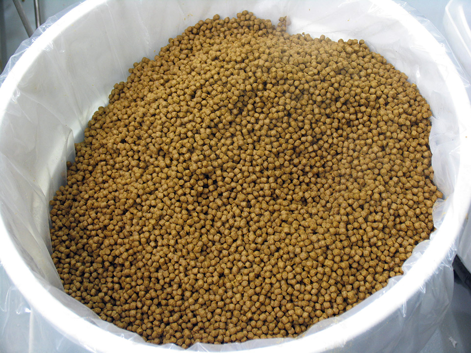 Article image for Biotechnology could combine positive traits in seed-based fish feed