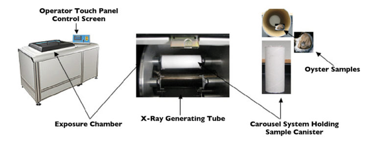 Article image for X-ray irradiation: Technology improves safety of live oysters