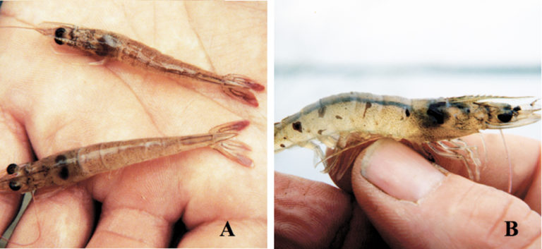 Article image for Evolutionary history of Taura Syndrome Virus