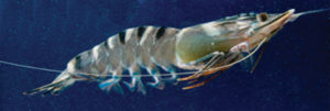 shrimp harvests