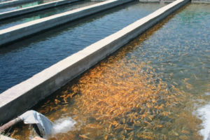 Aquaculture in Armenia