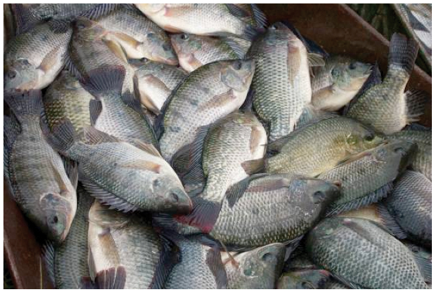 Article image for Innovative feed additives improve feed utilization in Nile tilapia