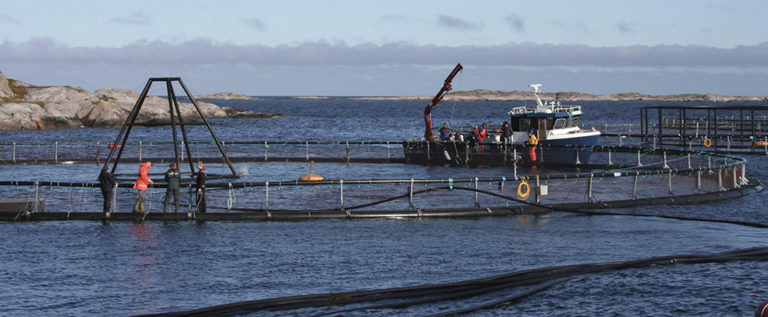 Article image for Delousing salmon in large net pens