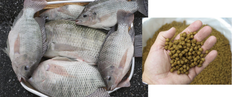 Article image for Lipid, fatty acid requirements of tilapia