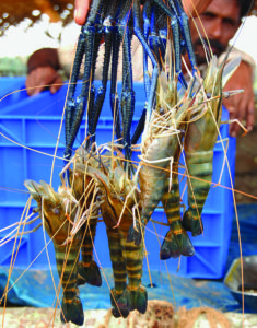 Organic prawn farming comes to India’s rice fields