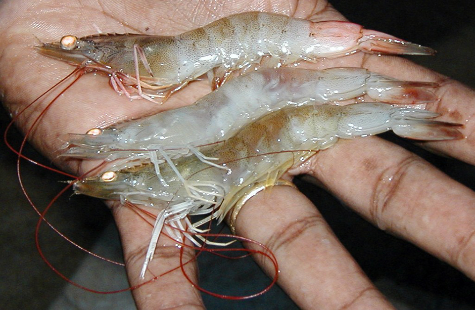 Proactive disease management counters ISA, IMN Responsible Seafood