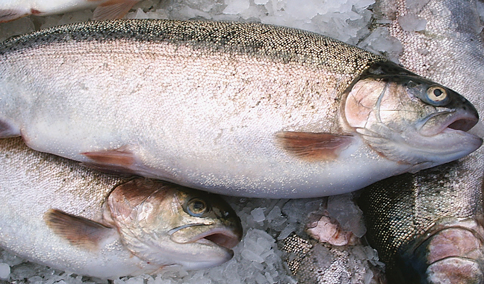 Article image for Trout farming in South Africa