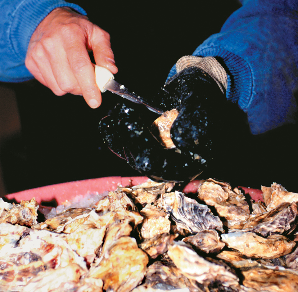 Vibrio contamination in raw oysters controlled by postharvest