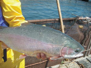 Overview of trout farming in Chile