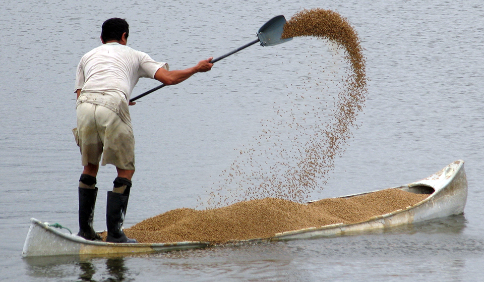 Article image for Emerging issues for sustainable feed