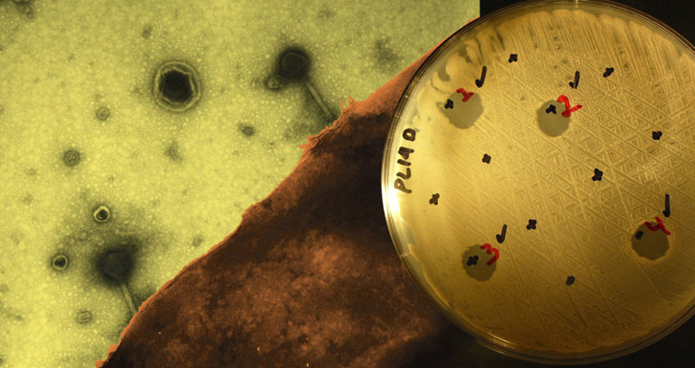 Article image for Phage therapy provides targeted bacteria treatment