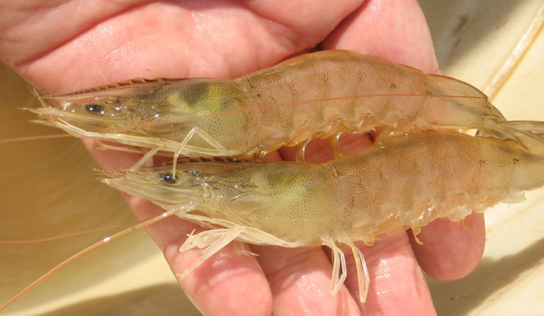 Article image for Paradigm shifts in shrimp farming