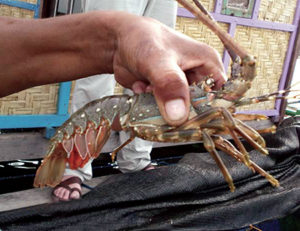 Lobster aquaculture in eastern Indonesia, part 1