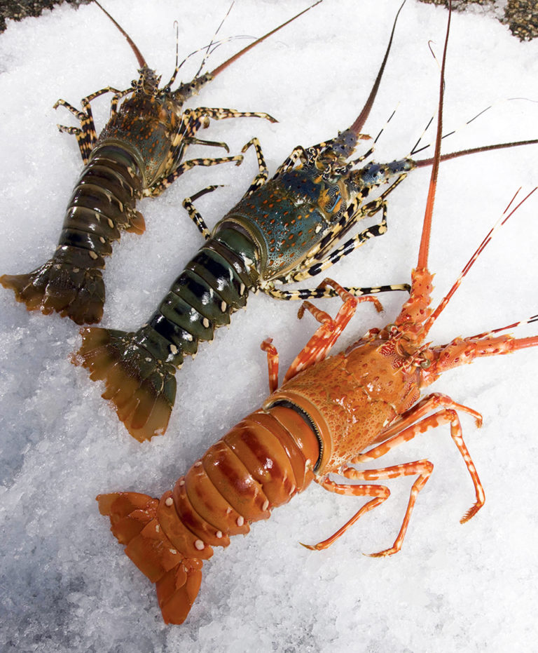 Article image for Genetics, environment define crustacean color