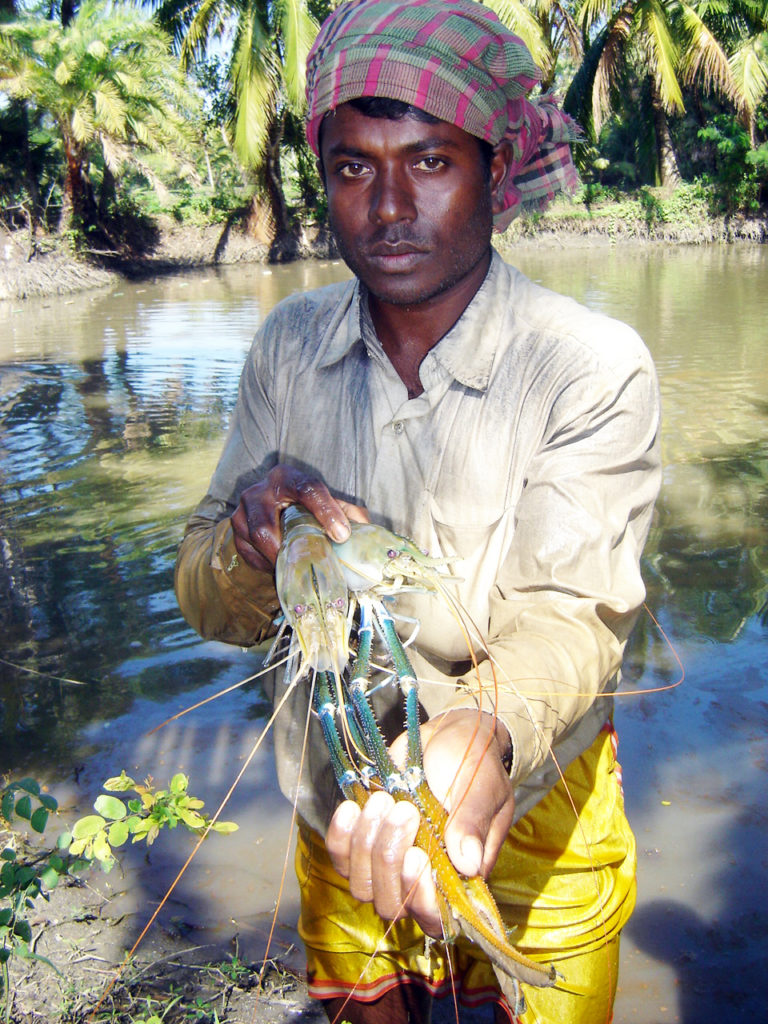 Article image for Integrated prawn-fish-rice culture aids Bangladesh farmers, related workers, economy