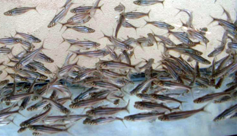 Article image for Pangasius juveniles tolerate moderate salinity in test