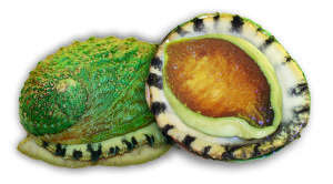Selective breeding advances hybrid abalone