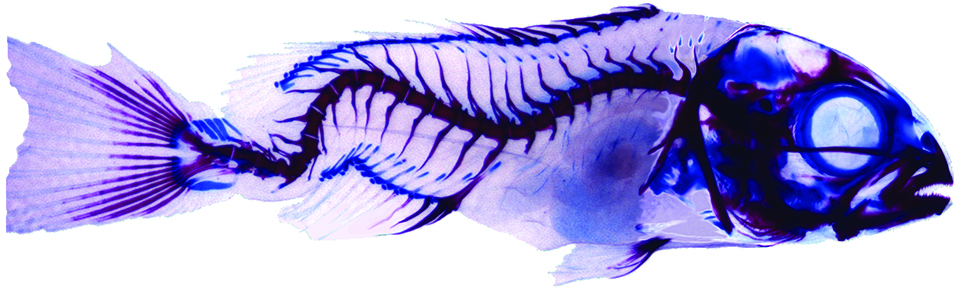 Article image for Protein hydrolysates in larval fish nutrition