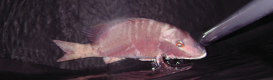 Article image for Experimental spawning, larval rearing of lane snapper test diets