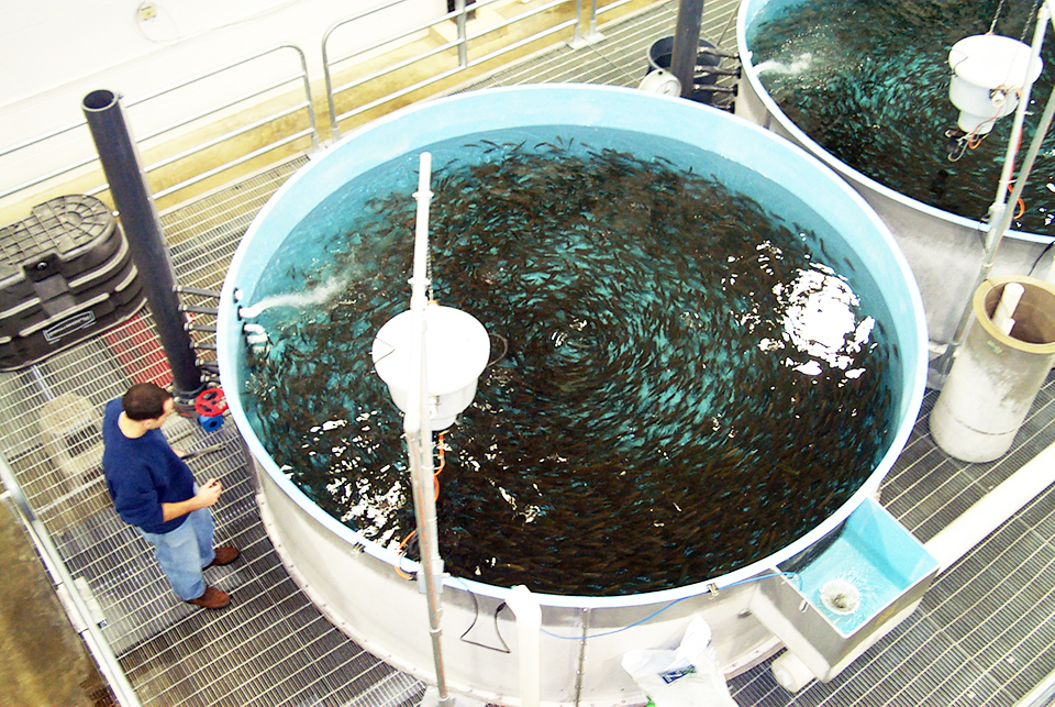 Article image for Rainbow trout attain good growth, health in tank-based recirculating systems