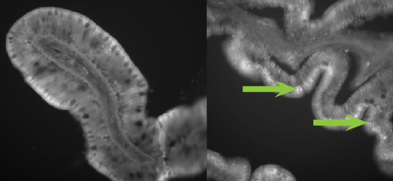 Article image for Study: Oral method vaccinates rainbow trout against IHNV