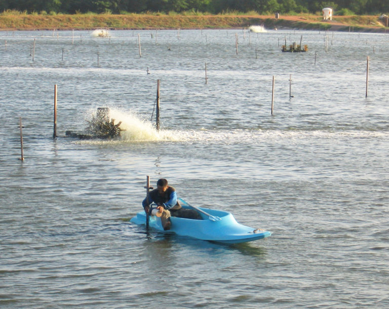 Article image for Disease risk factors for shrimp production in Brazil