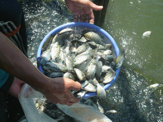 Article image for GESIT tilapia: Indonesia’s genetic supermales