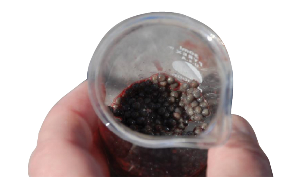 Article image for Ultrasound helps stage sturgeons for caviar production