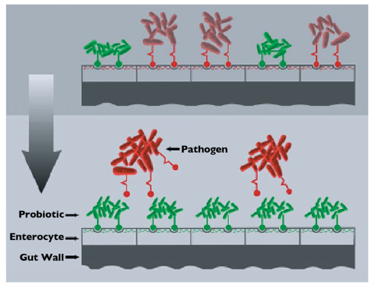 Article image for Varied feed additives improve gut, animal health