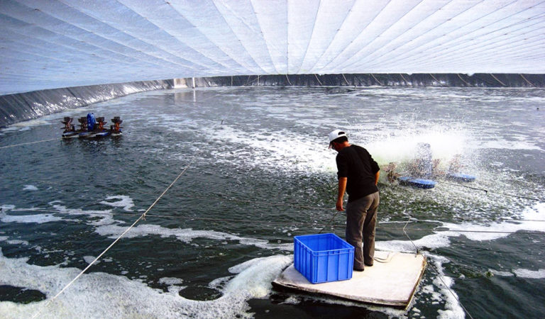 Article image for Biofloc technology expanding at white shrimp farms