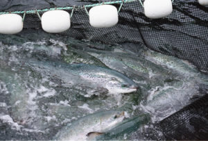 Better to eat – farmed or wild salmon?