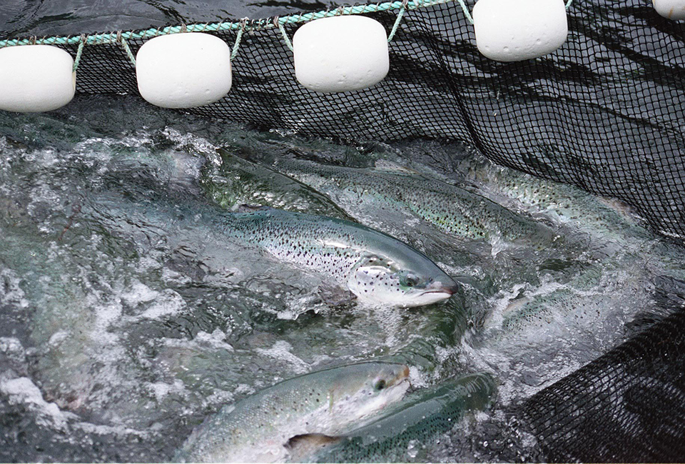 Article image for Better to eat – farmed or wild salmon?
