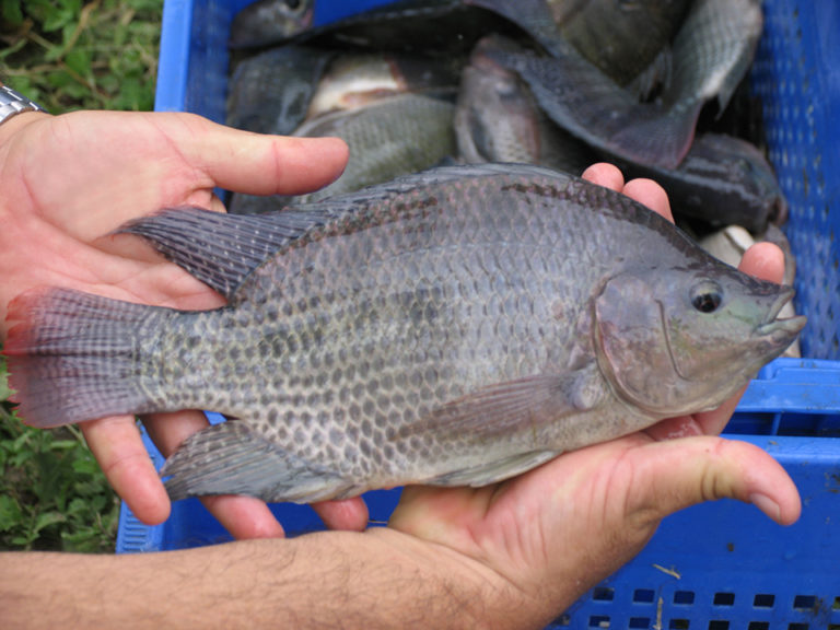 Article image for Managing tilapia health in complex culture systems