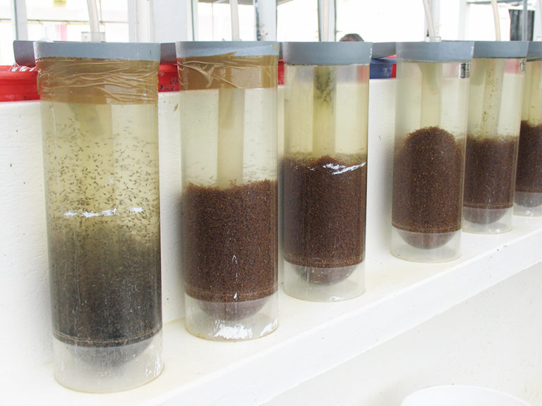 Managing tilapia health in complex culture systems Responsible