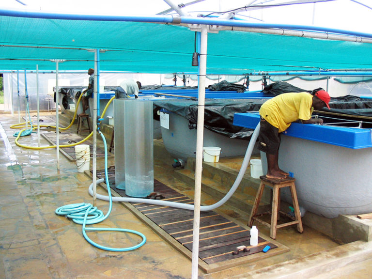 Article image for Designing a biosecurity plan for shrimp aquaculture, part 1