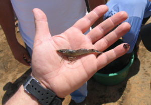 Designing a biosecurity plan for shrimp aquaculture, part 2