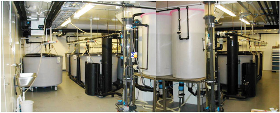 Article image for Recirculation: Microbial control strategy for intensive marine larviculture