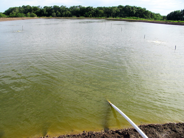 Article image for Pond fertilization reevaluated