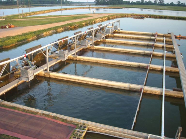 Article image for In-pond raceway system demonstrates economic benefits for catfish production