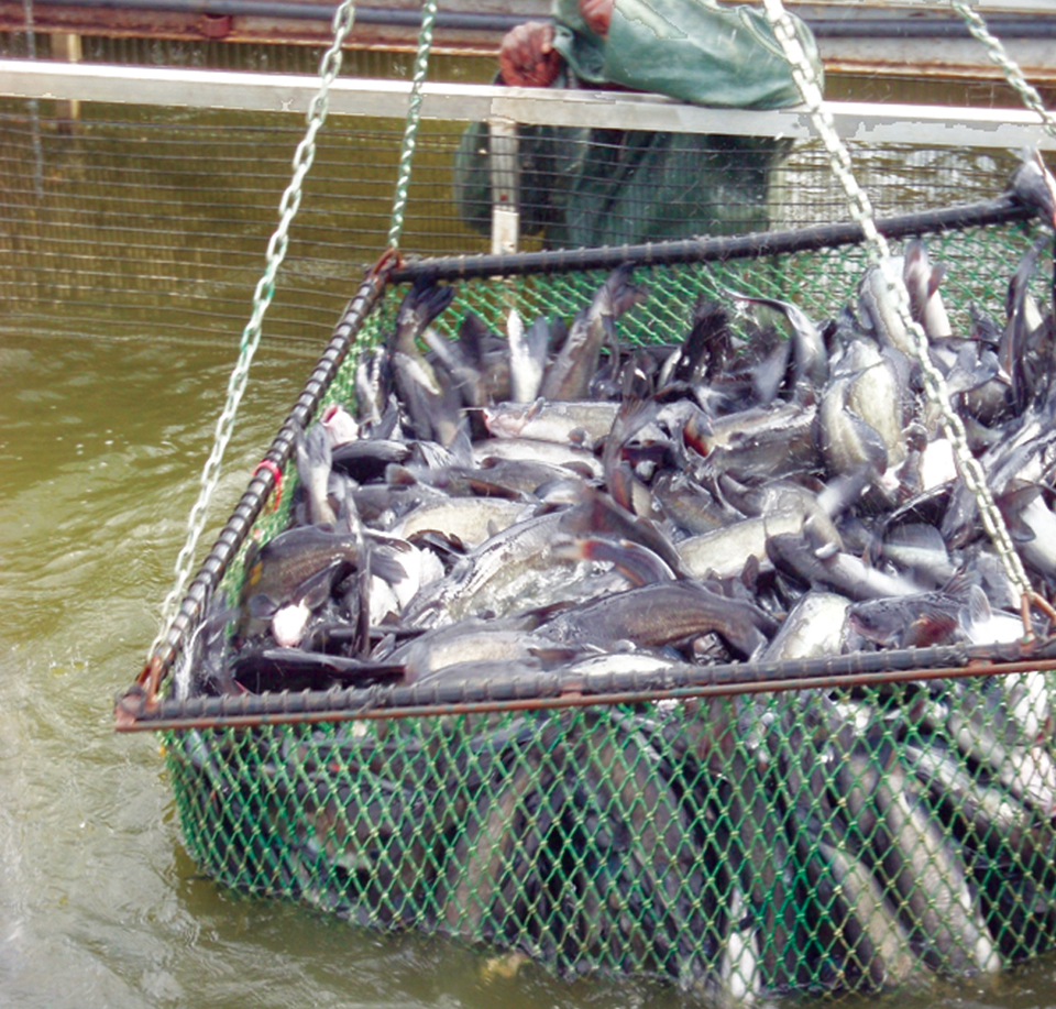 Inpond raceway system demonstrates economic benefits for catfish