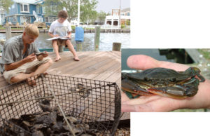 Grassroots oyster aquaculture provides habitat for juvenile blue crabs