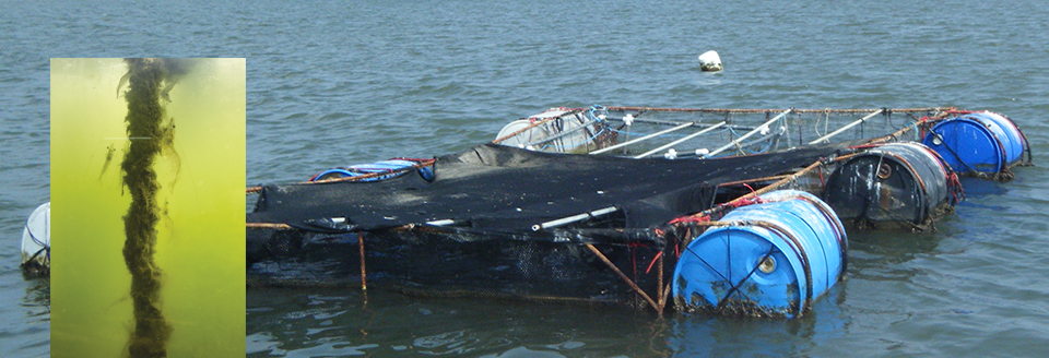 Article image for Cage production experiments conducted with shrimp in Costa Rica