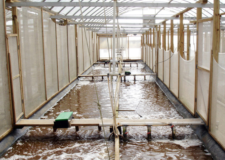 Article image for Intensive raceways without water exchange analyzed for white shrimp culture