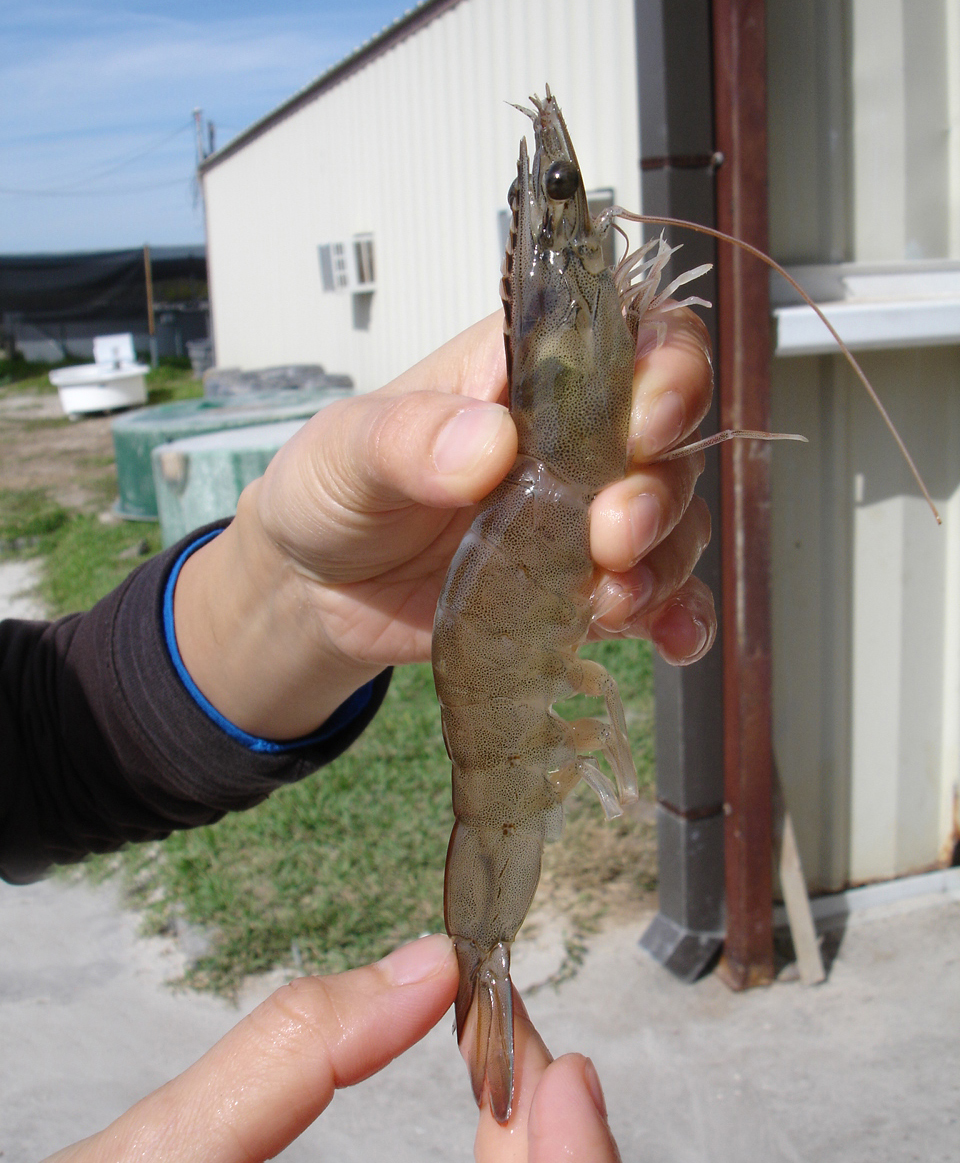 Intensive raceways without water exchange analyzed for white shrimp ...