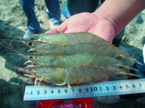large shrimp