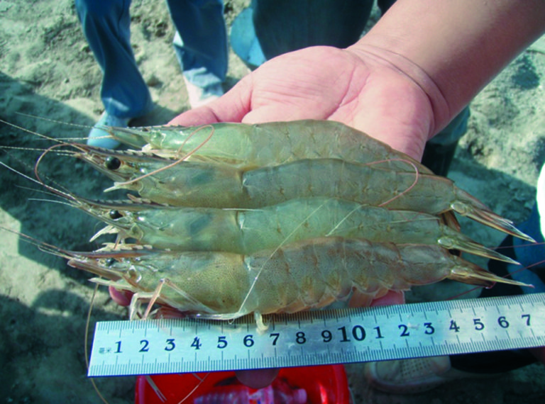 Article image for China rebuilds fleshy shrimp industry